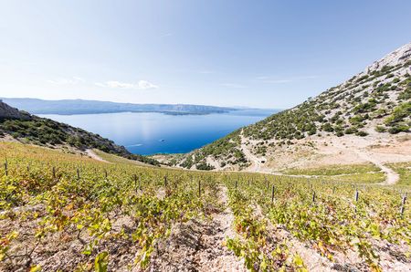 View over green vines down into water