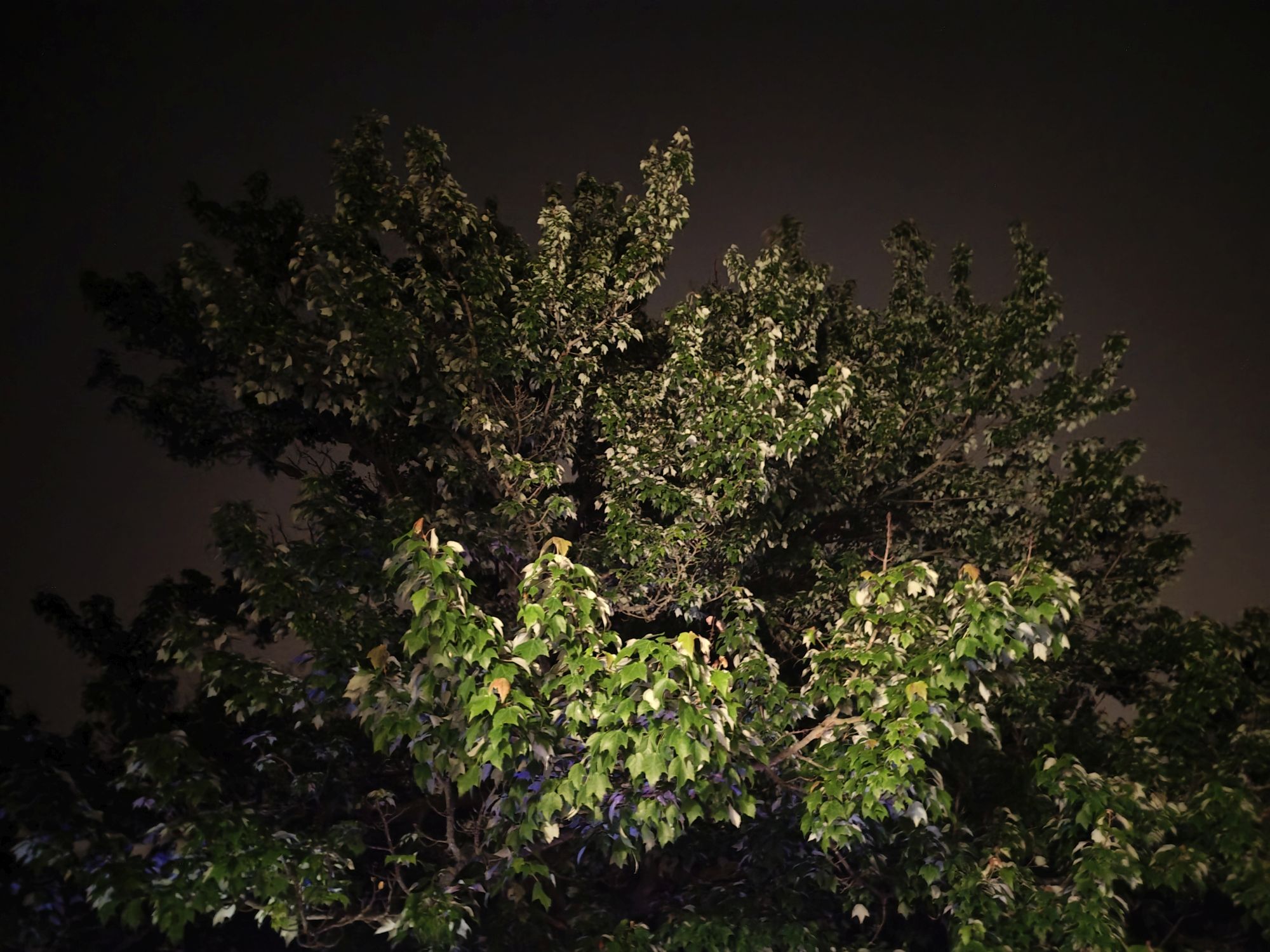 Motorola Razr Ultra 2025 low light sample.