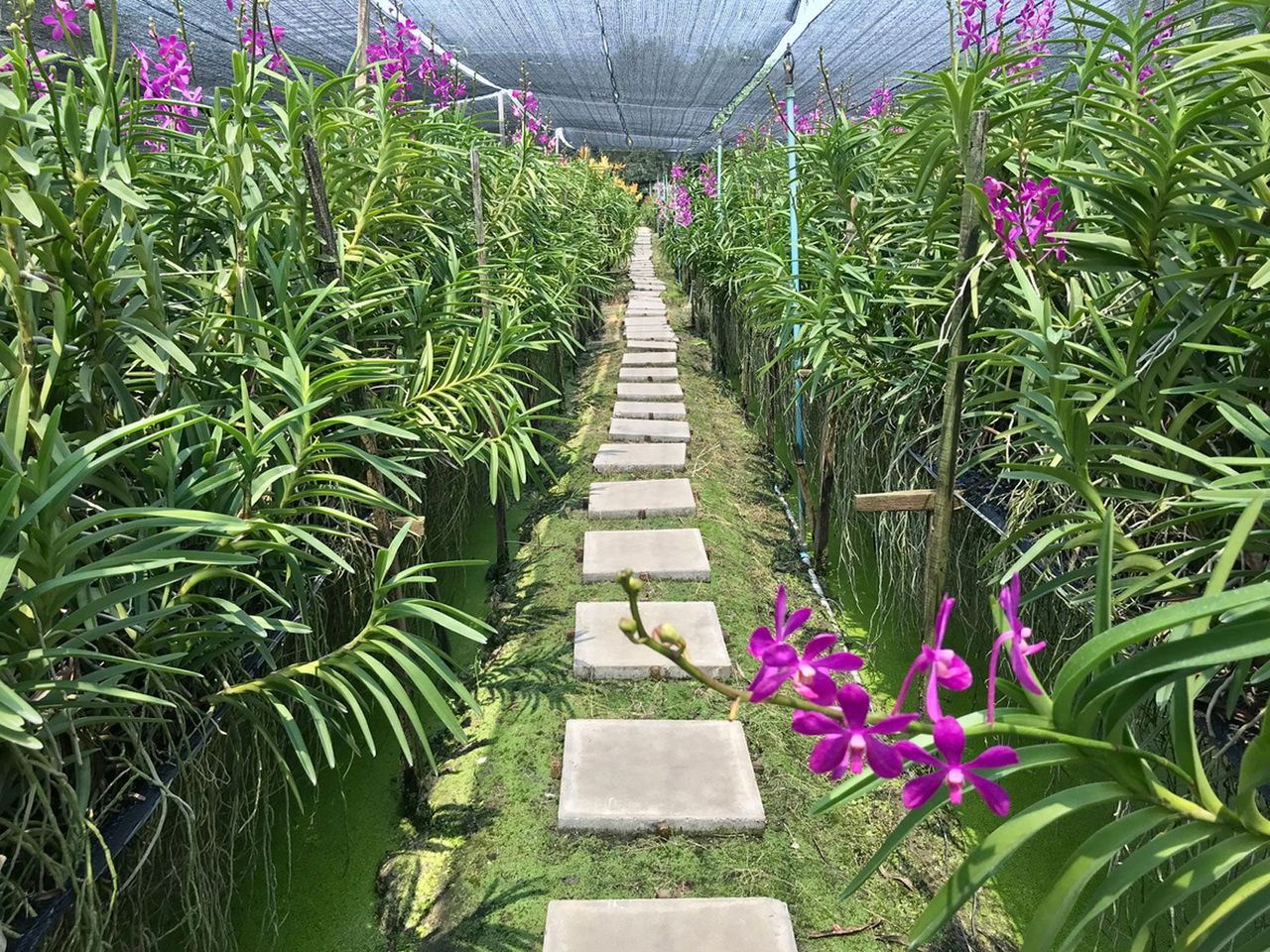 greenhouse floor