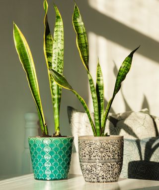Two snake plants in colorful planters in front of a living room couch