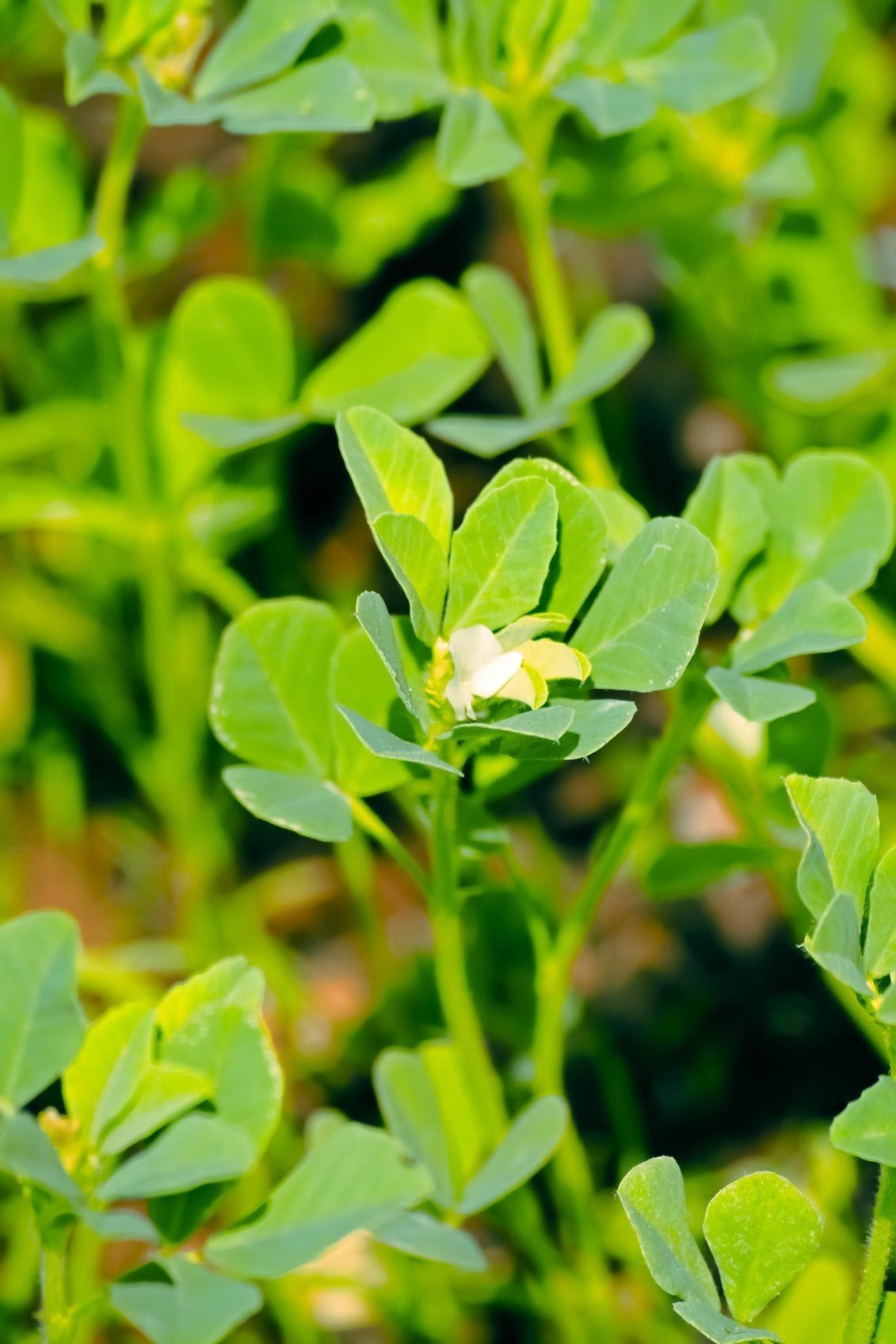 Zone 3 Herb Plants Tips For Choosing Herbs That Grow In Zone 3 zone-3-herb-plants-tips-for-choosing-herbs-that-grow-in-zone-3