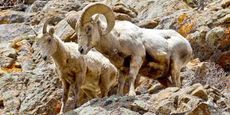 Big Horn Sheep