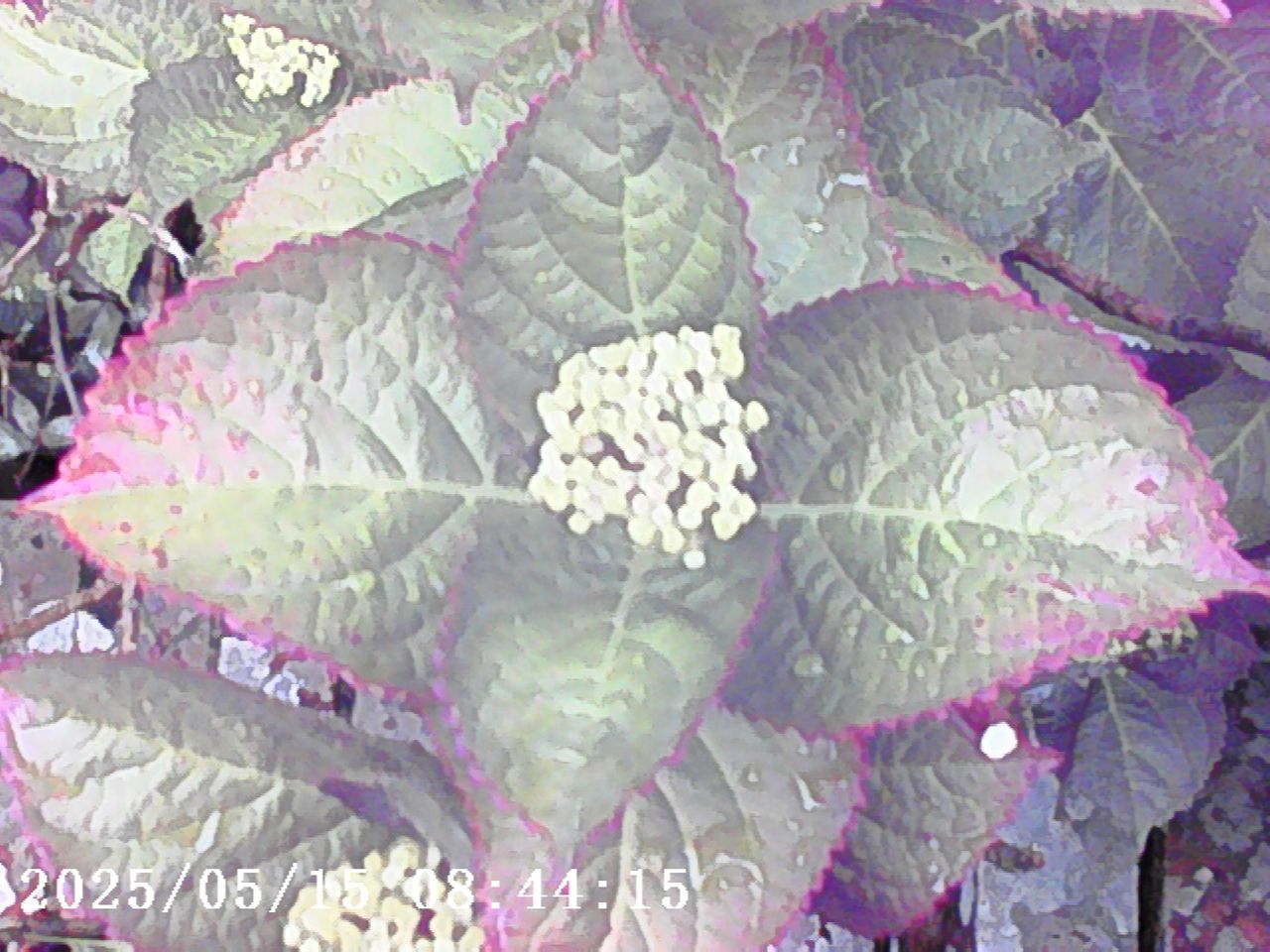 Photo Creator Mini Digital Camera series 3 sample gallery: closeup of flower buds