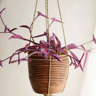 Anthropologie hanging planter