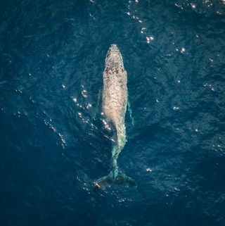 a humpback whale with a broken back seen from from above