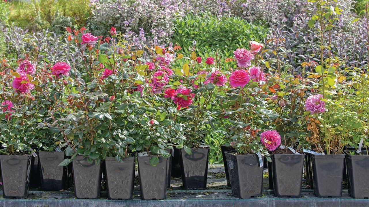 Roses in a polytunnel