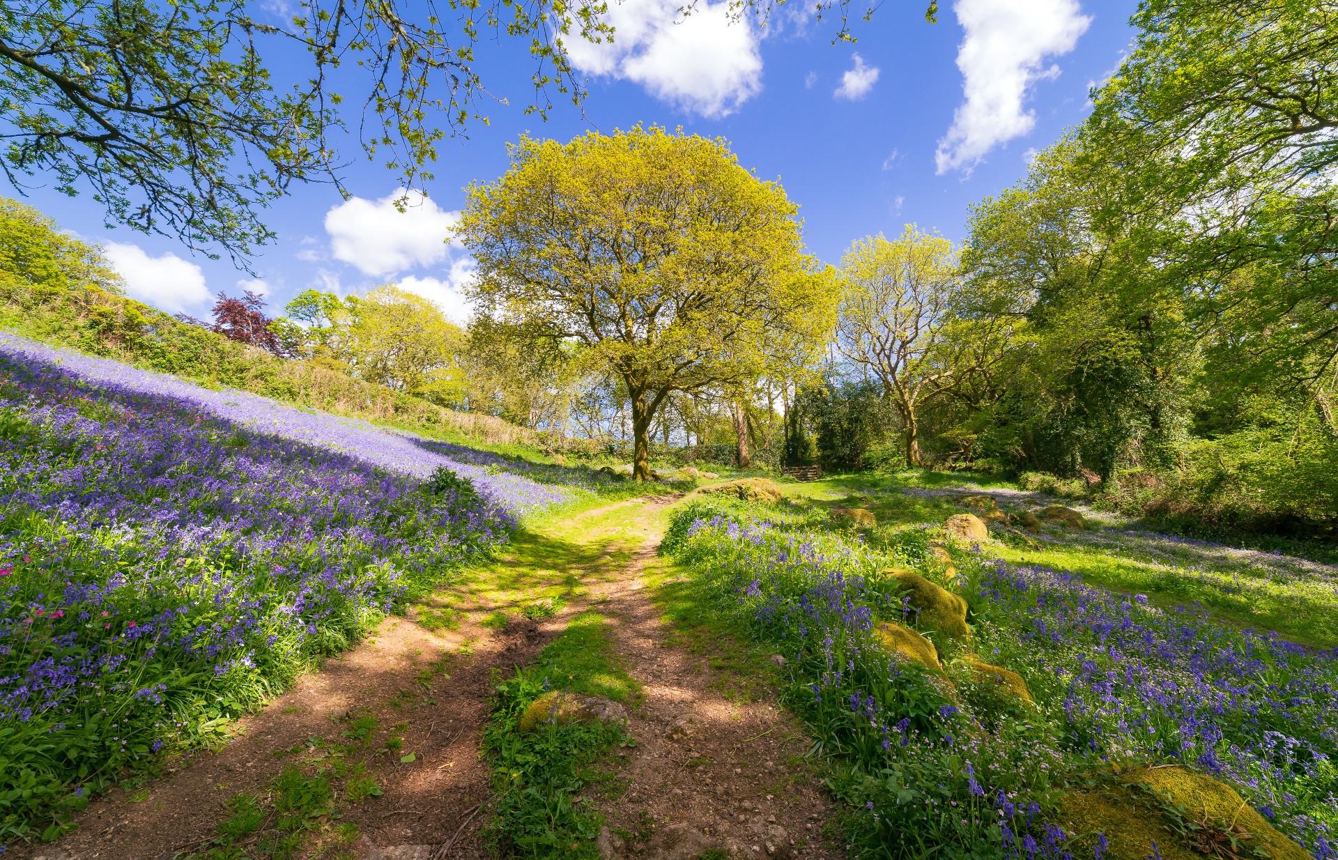 Bluebells carpet the woodland in Dartmoor National Park