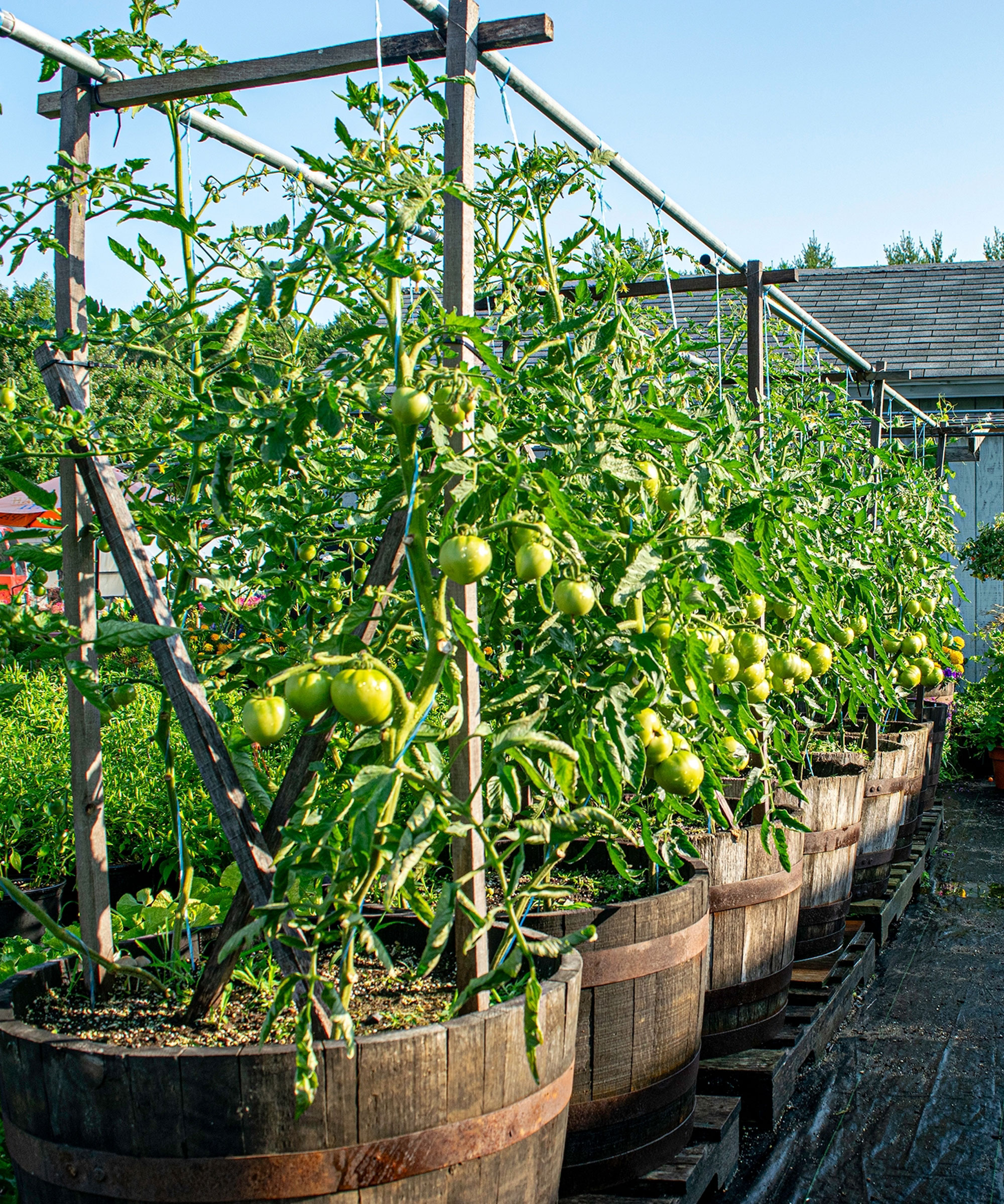 barrel containers and tomatoes with tall supports