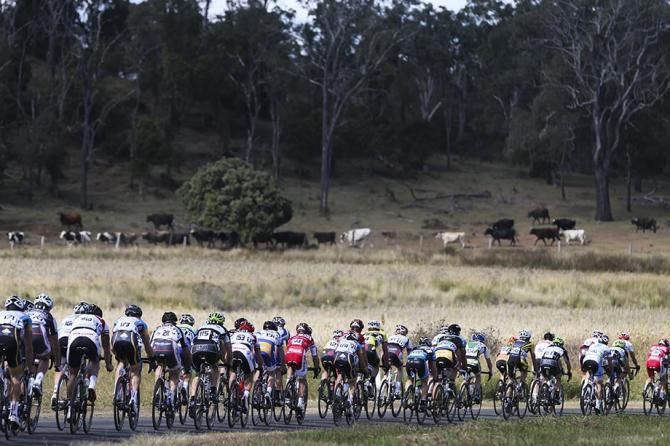 The peloton travel along the narrow roads in Stage 2 at Tour of Toowoomba