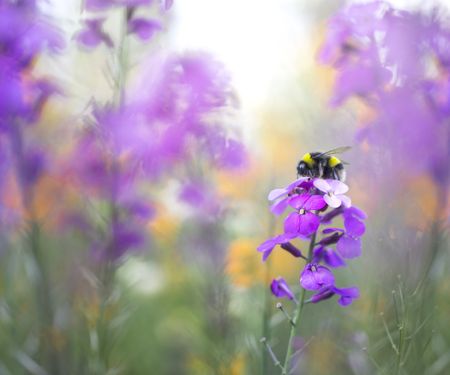 Bees on purple flowers