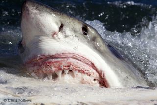 great white shark eating whale carcass