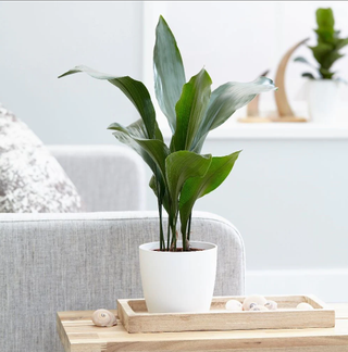 Care for house plants: Aspidistra elatior aspidistra or cast iron plant in white pot