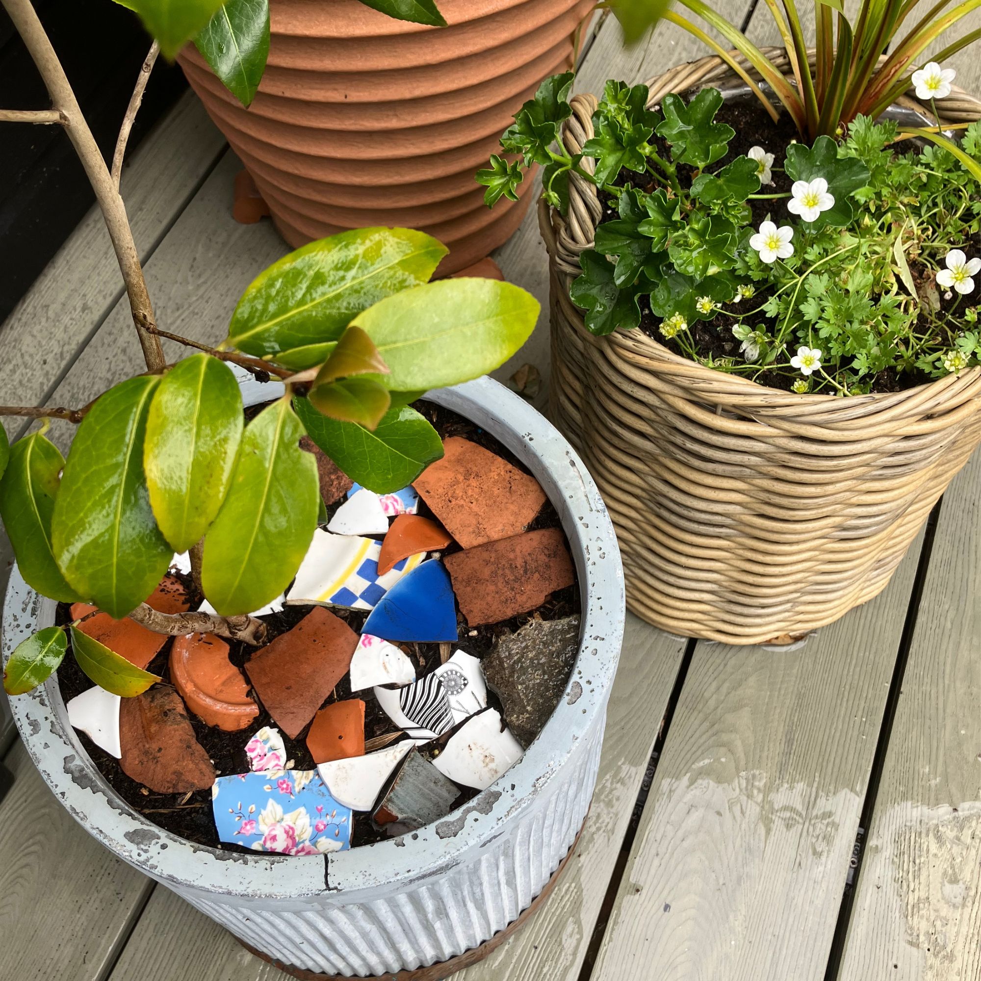 planter top dressing made of broken terracotta