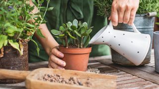 A succulent being watered with a watering can