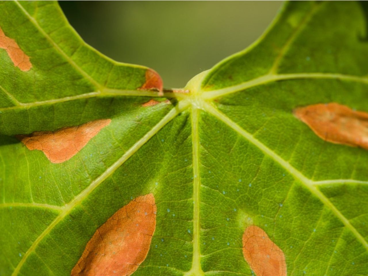 Xylella Fastidiosa Disease On A Plant