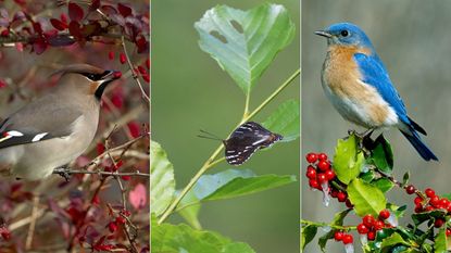 three of the best hedges for wildlife