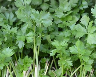 parsley seedlings