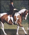 shside-saddlecolourbdth.jpg