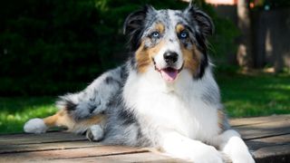 Australian Shepherd lying on picnic table looking at camera