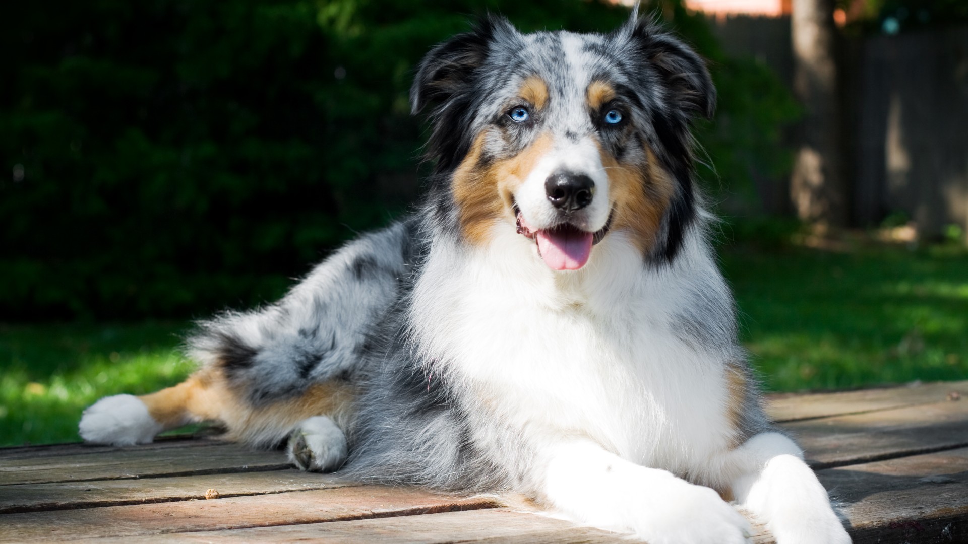 10 merle dog breeds with dappled coats | PetsRadar