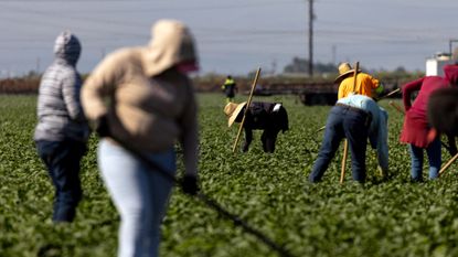 Migrant farmers tend to a pepper field in Camarillo, California. 