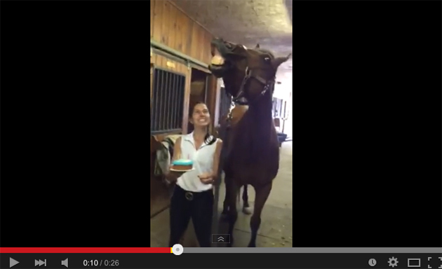 horse blows out birthday candles