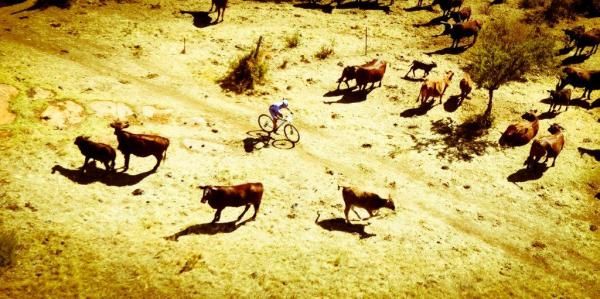 Nico Bell makes his way through some cattle