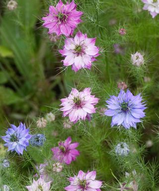 Blue and pink flowers and delicate leaves of NIgella Persian Jewels