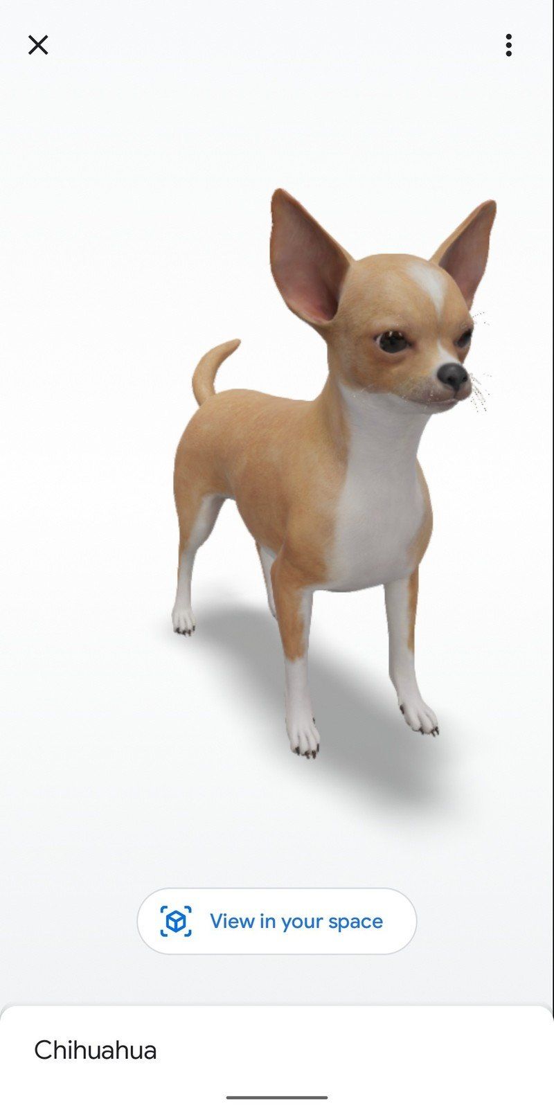 Chihuahua