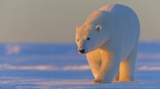 A polar bear treks by Kaktovik in Alaska's Arctic National Wildlife Refuge (ANWR).