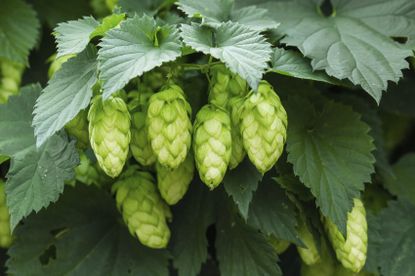 Cones On Hops Plants