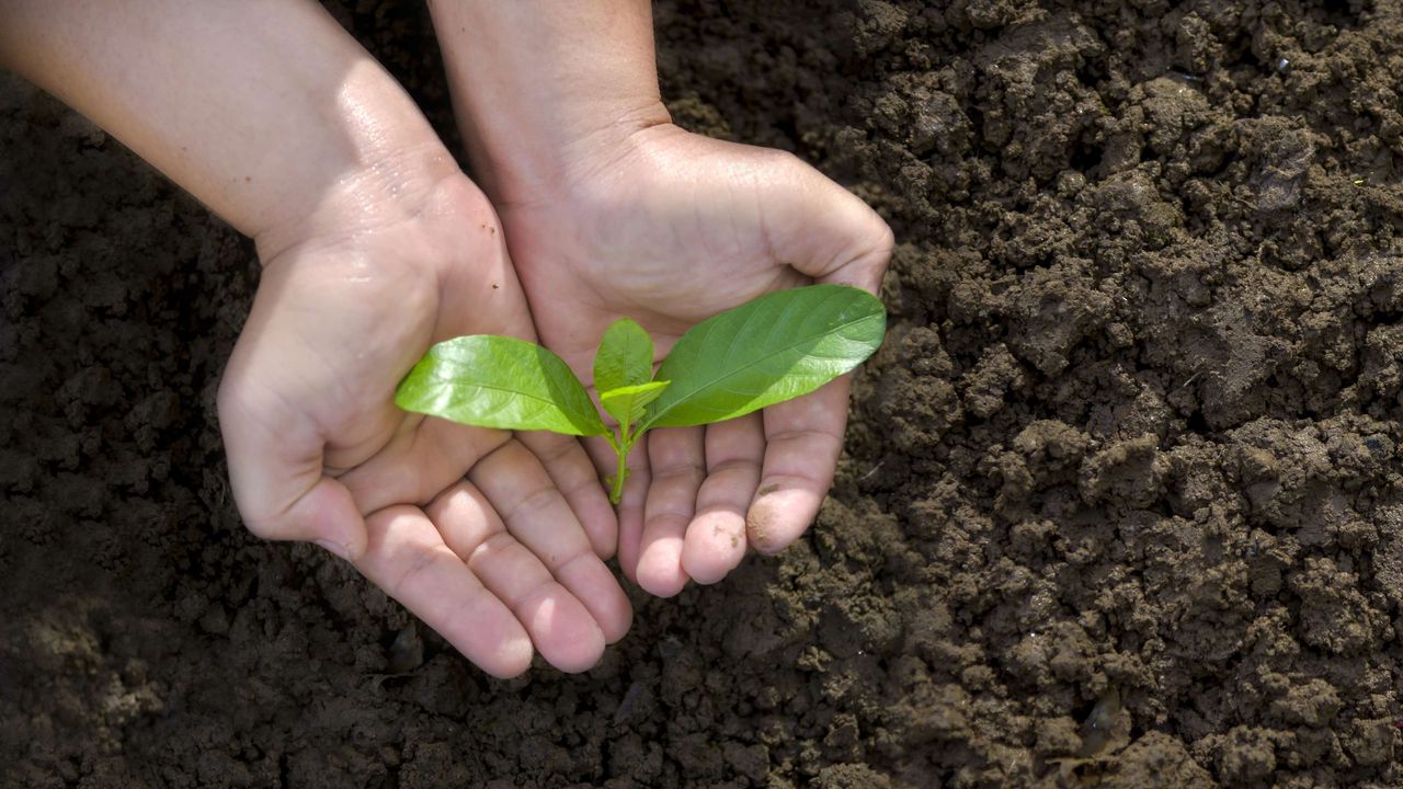 A person holding a plant sproutling