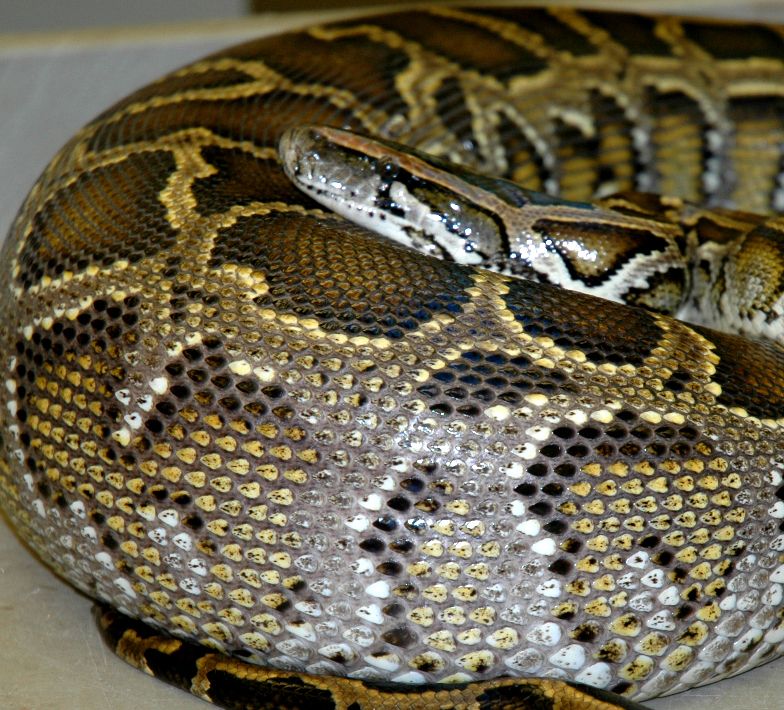 burmese python digesting a meal of rats