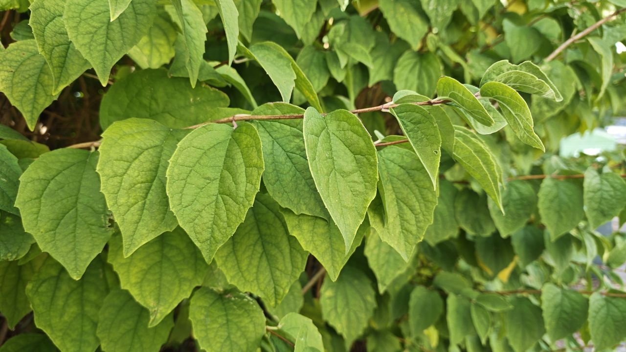 A close up on a branch of green leaves shot on a Poco F9 Ultra smartphone