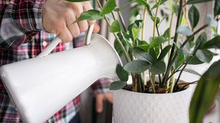 Man watering a houseplant using a white jug