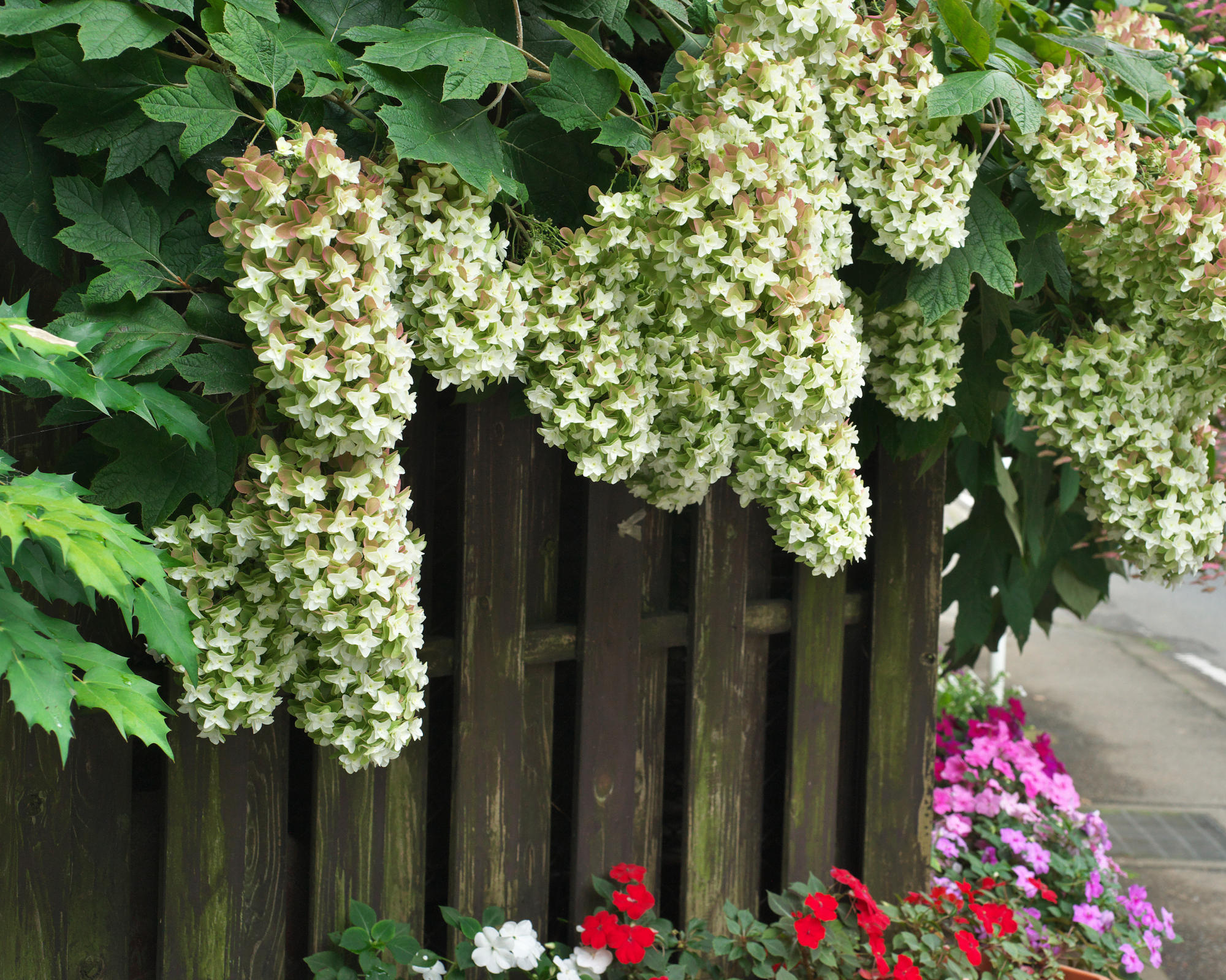 Oakleaf hydrangea spilling over fence