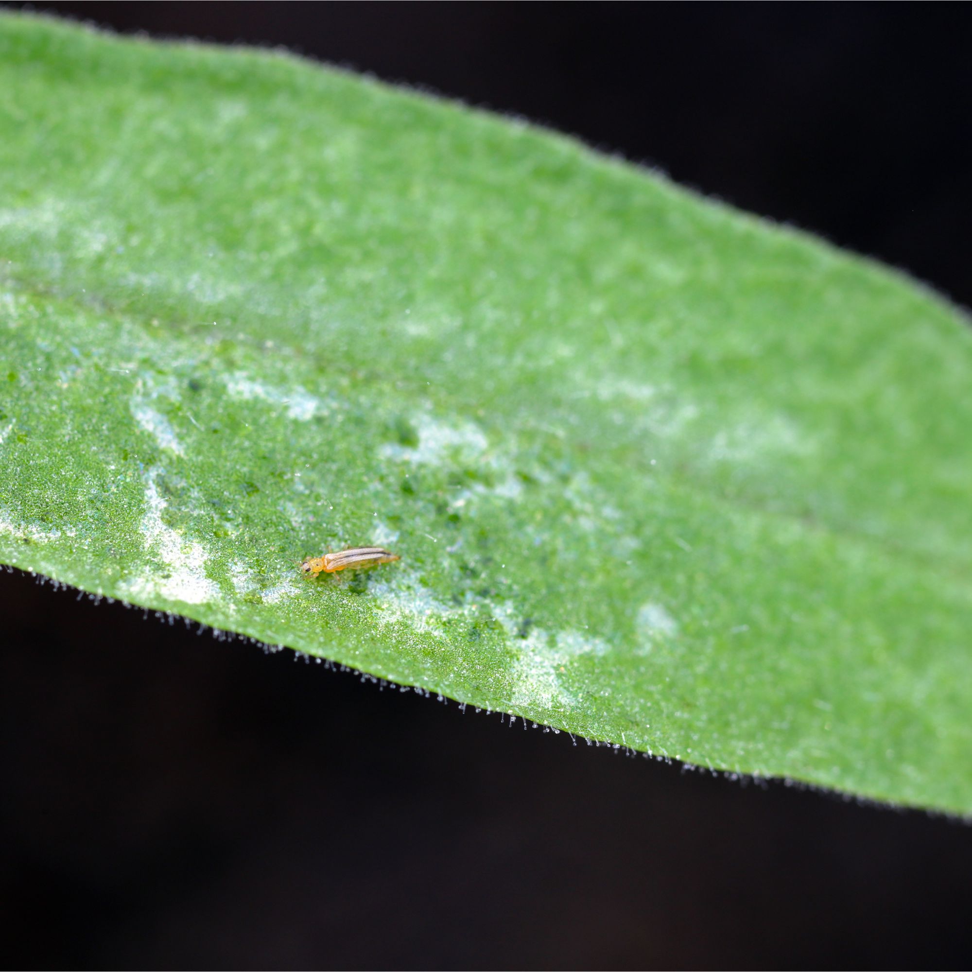 Closeup of thrip on leaf