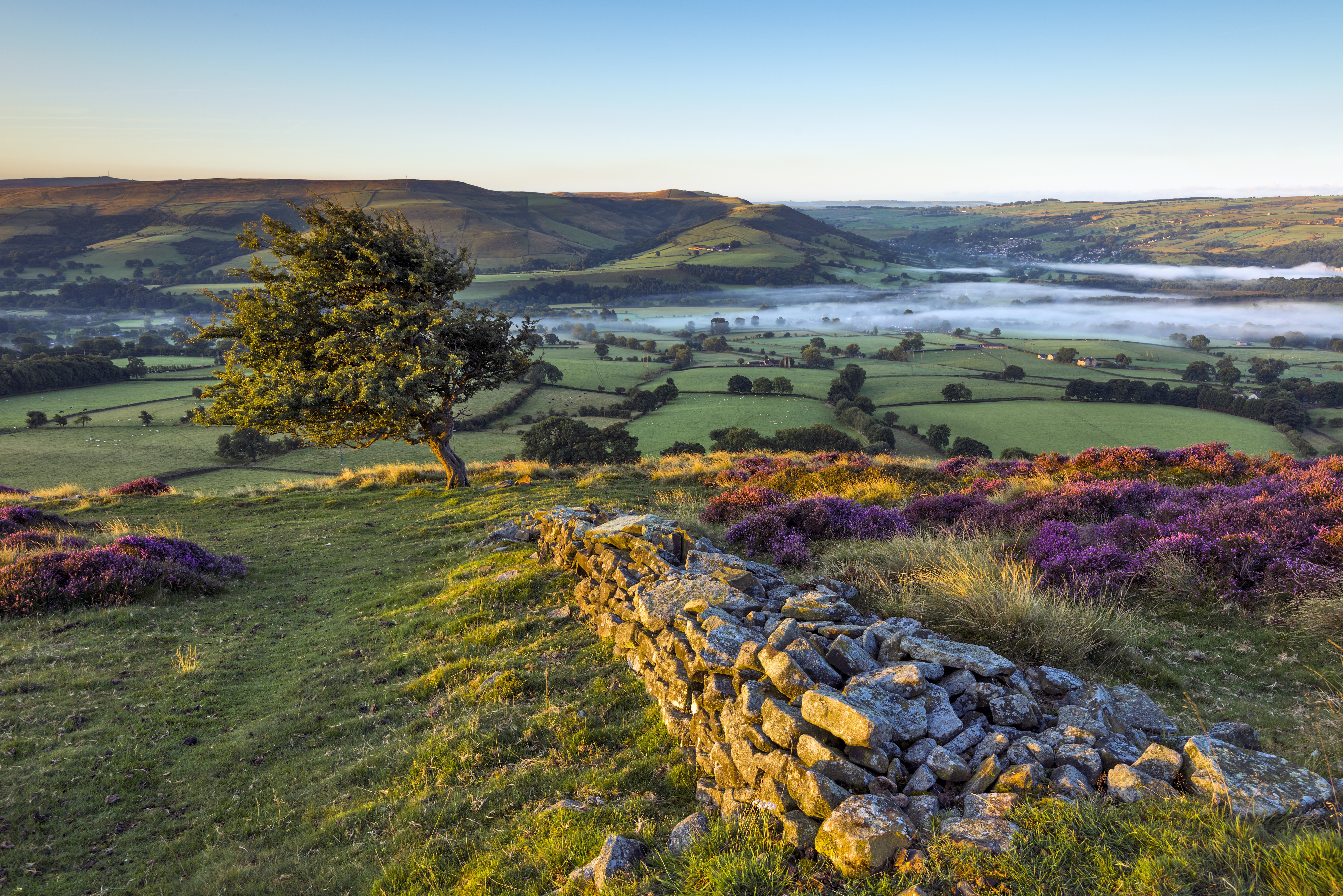 A colourful landscape in early September 2015, with a stone wall and a hawthorn tree lit up with the first sunlight of the day, overlooking Hope valley covered in a layer of morning mist and the heather in full purple bloom.