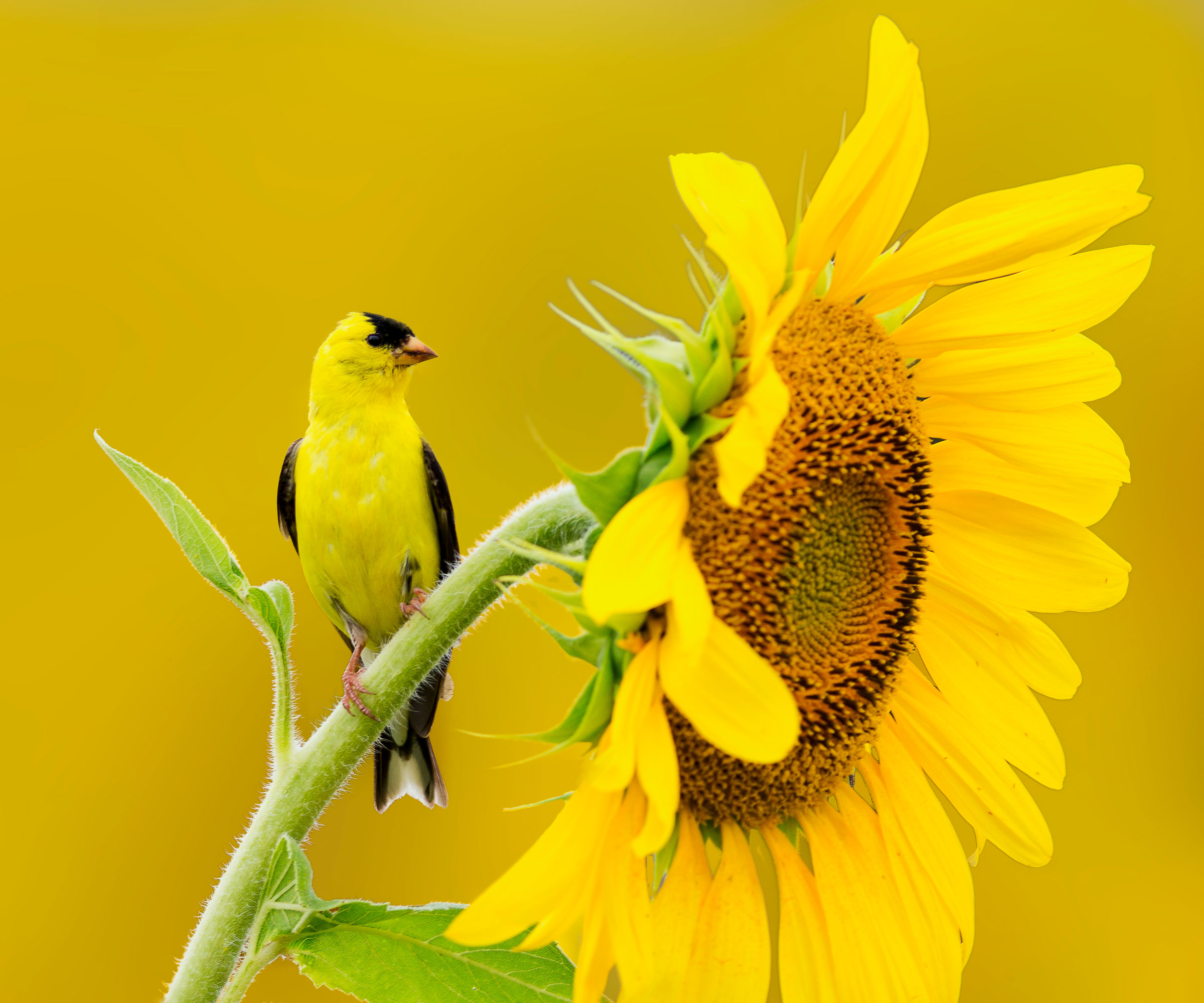goldfinch sitting on stem of yellow sunflower