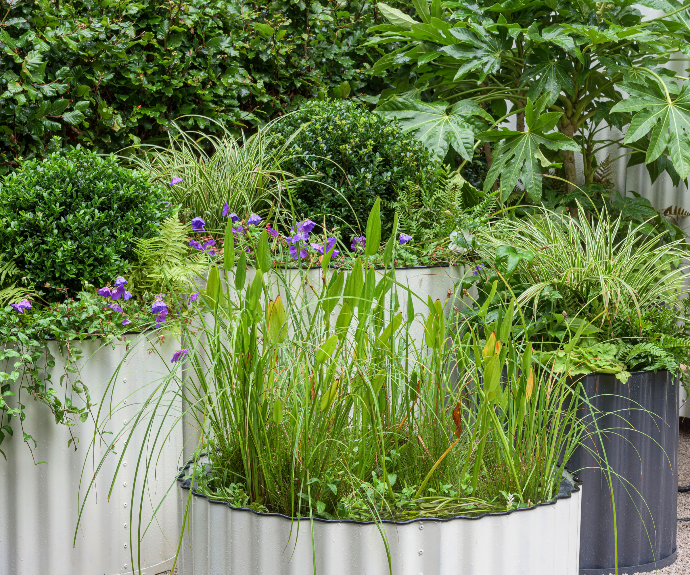 large cream and black containers planted with ornamental grasses, clipped topiary, flowers and ivy, with a large fatsia japonica shrub