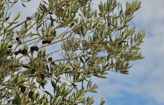 A close-up of a frantoio olive tree