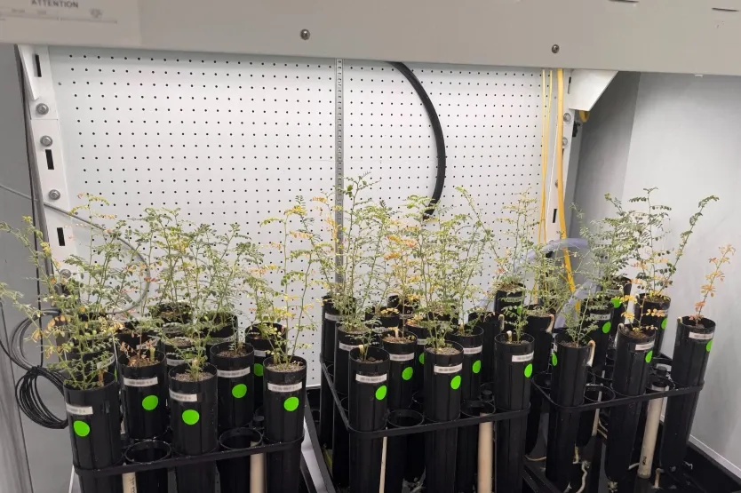 A group of plants growing from black cylinder containers.