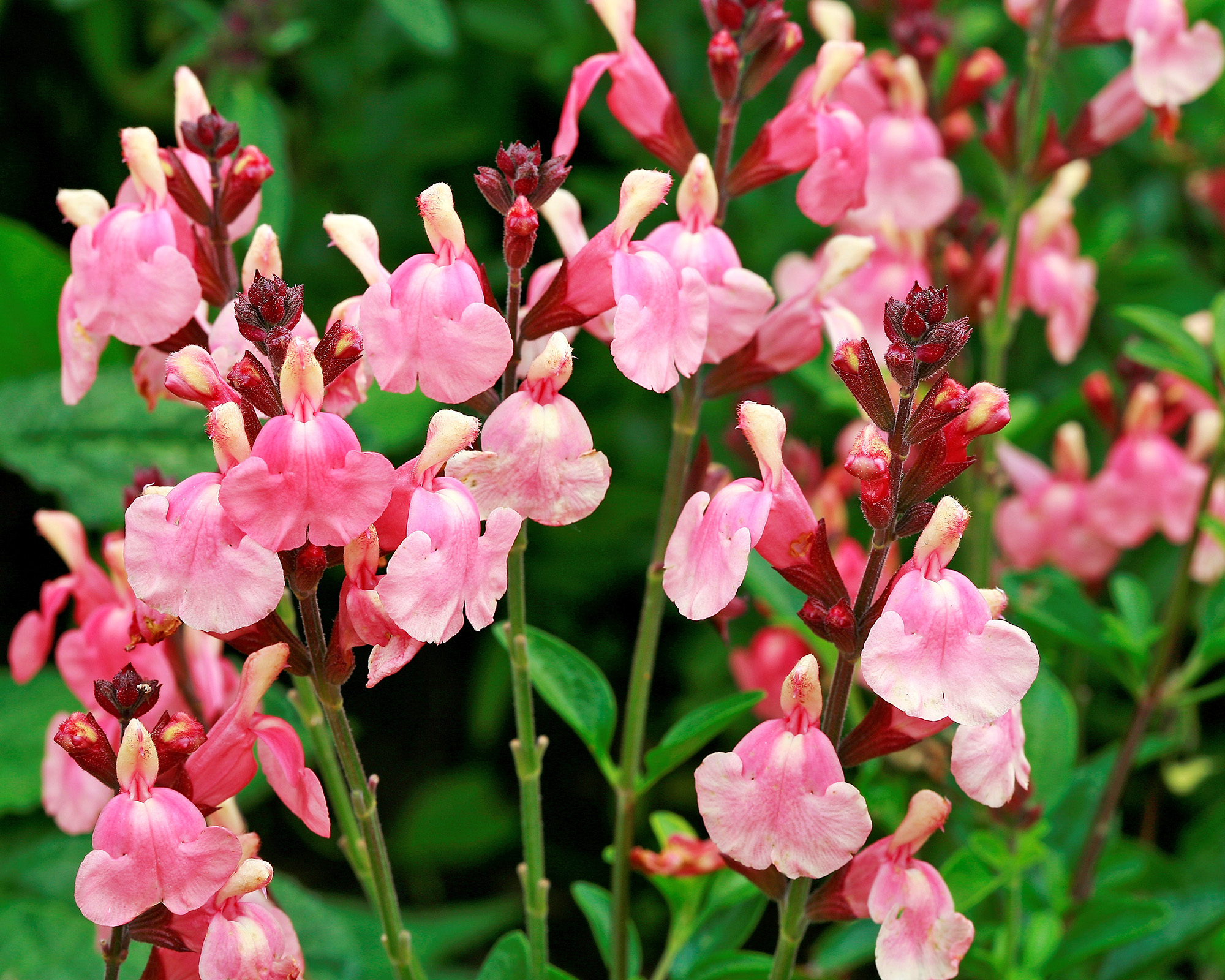 Salvia greggii &amp;ndash; autumn sage flowers