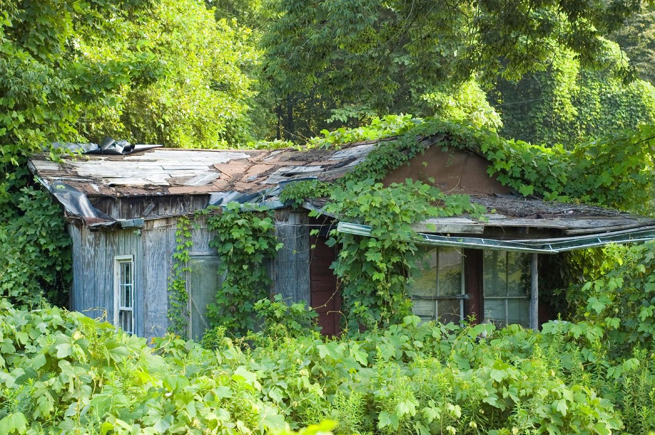 Wild Kudzu Vine Surrounding An Abandoned House