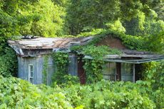 Wild Kudzu Vine Surrounding An Abandoned House