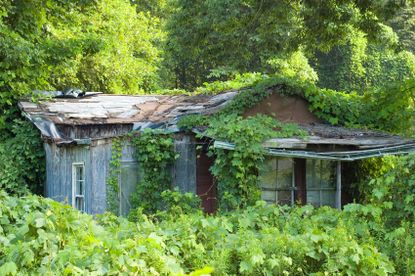 Wild Kudzu Vine Surrounding An Abandoned House