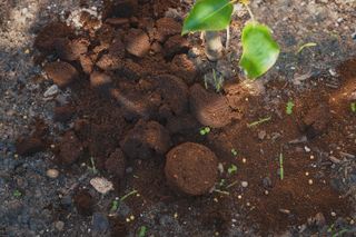Coffee grounds lying on a bed of soil