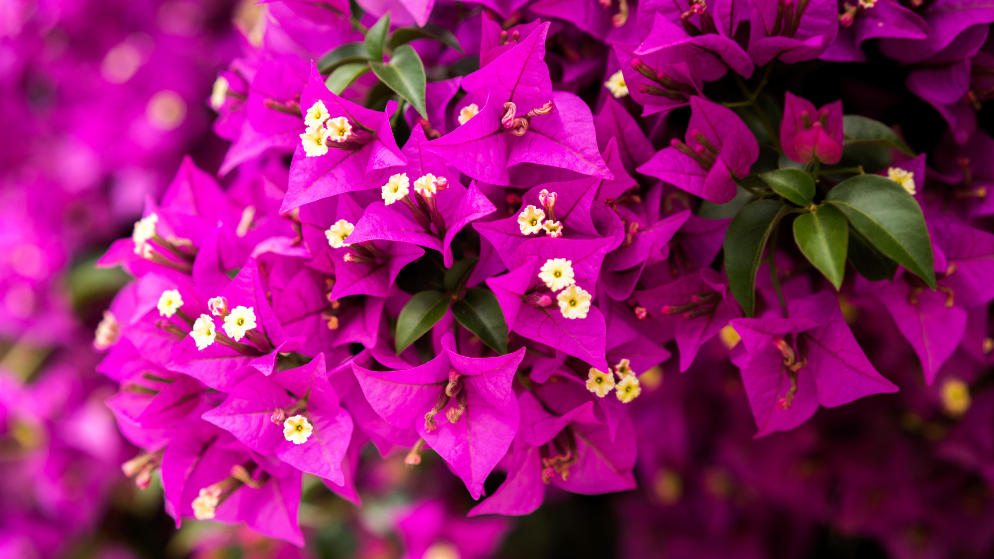 close up of bougainvillea blooms