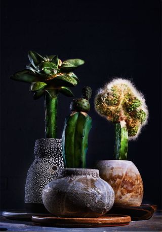cacti in pots