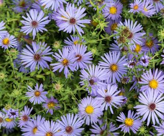 Aromatic aster with lilac flowers